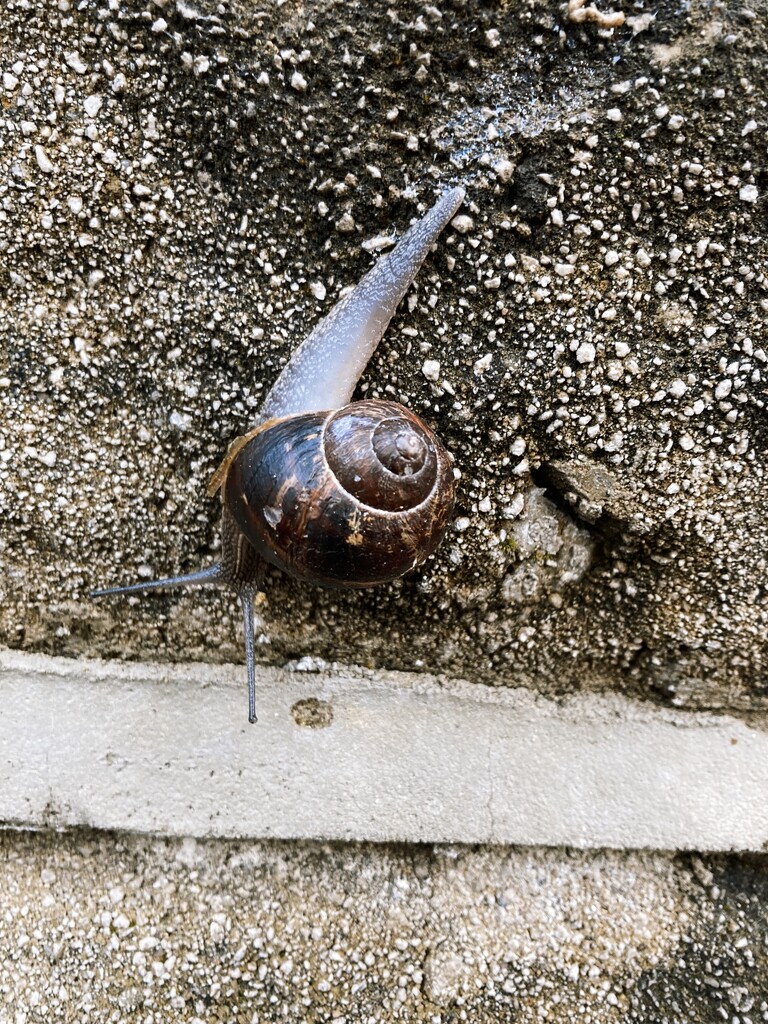 I am a snail, slowly crawling by allsop