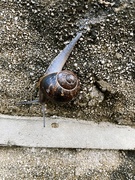 9th Jul 2023 - I am a snail, slowly crawling