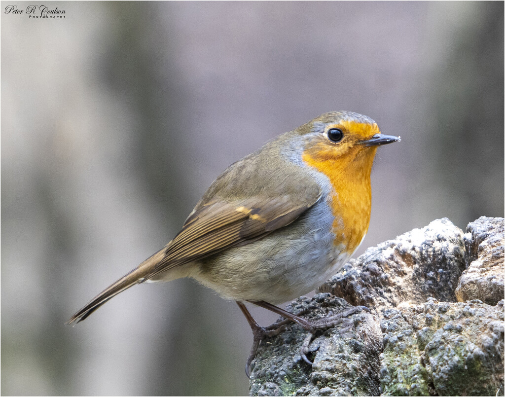 Male Robin by pcoulson
