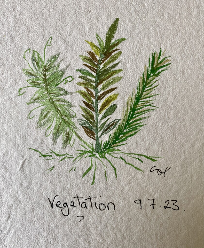 Vegetation  by wakelys