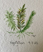 9th Jul 2023 - Vegetation 