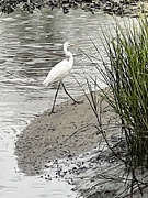 9th Jul 2023 - Great white egret