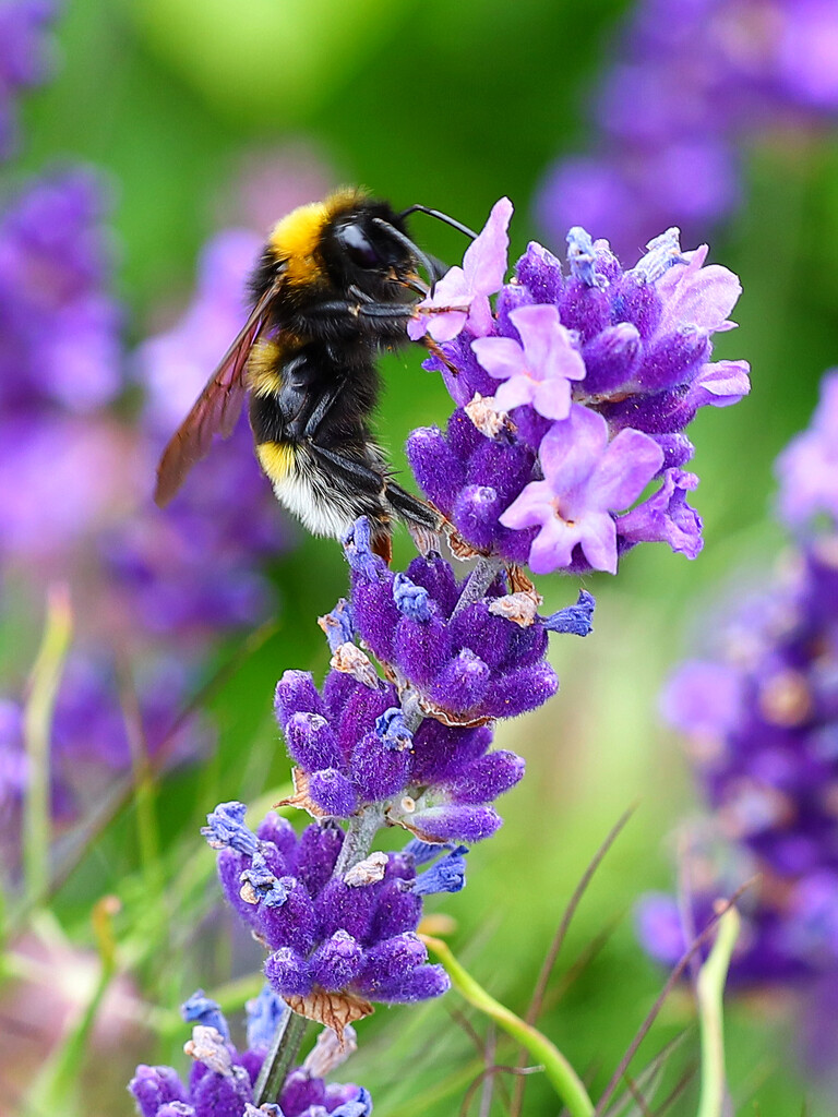 Bee collecting nectar from a Lavender flower..........814 by neil_ge