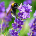 Bee collecting nectar from a Lavender flower..........814 by neil_ge