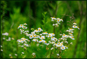 8th Jul 2023 - Tiny Wild Flowers