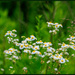 Tiny Wild Flowers by hjbenson