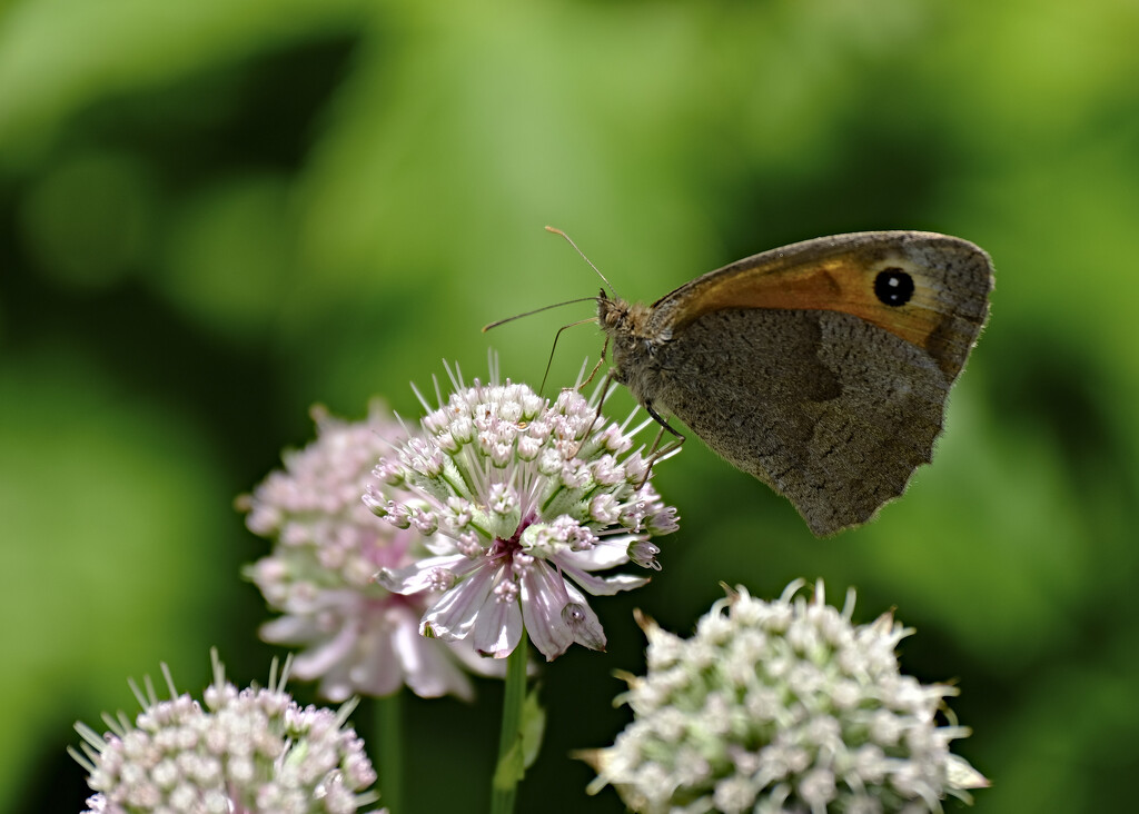 Meadow Brown by kametty