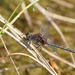 WHITE FACED DARTER by markp