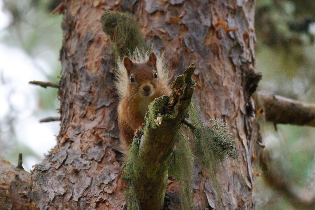 QUIZZICAL SQUIRREL by markp