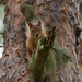 QUIZZICAL SQUIRREL by markp
