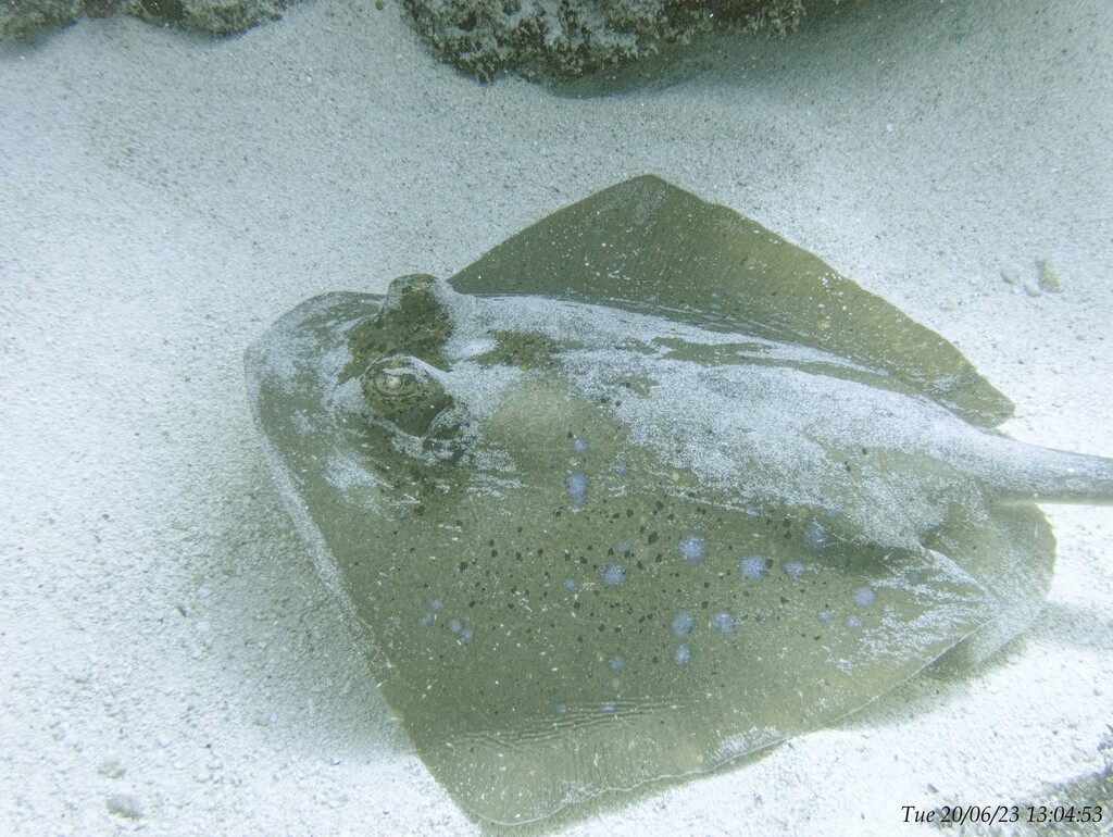 Stingray by wh2021