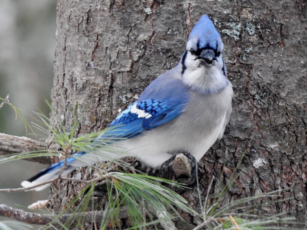 Blue Jay by sunnygreenwood