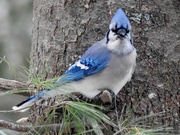 7th Dec 2018 - Blue Jay