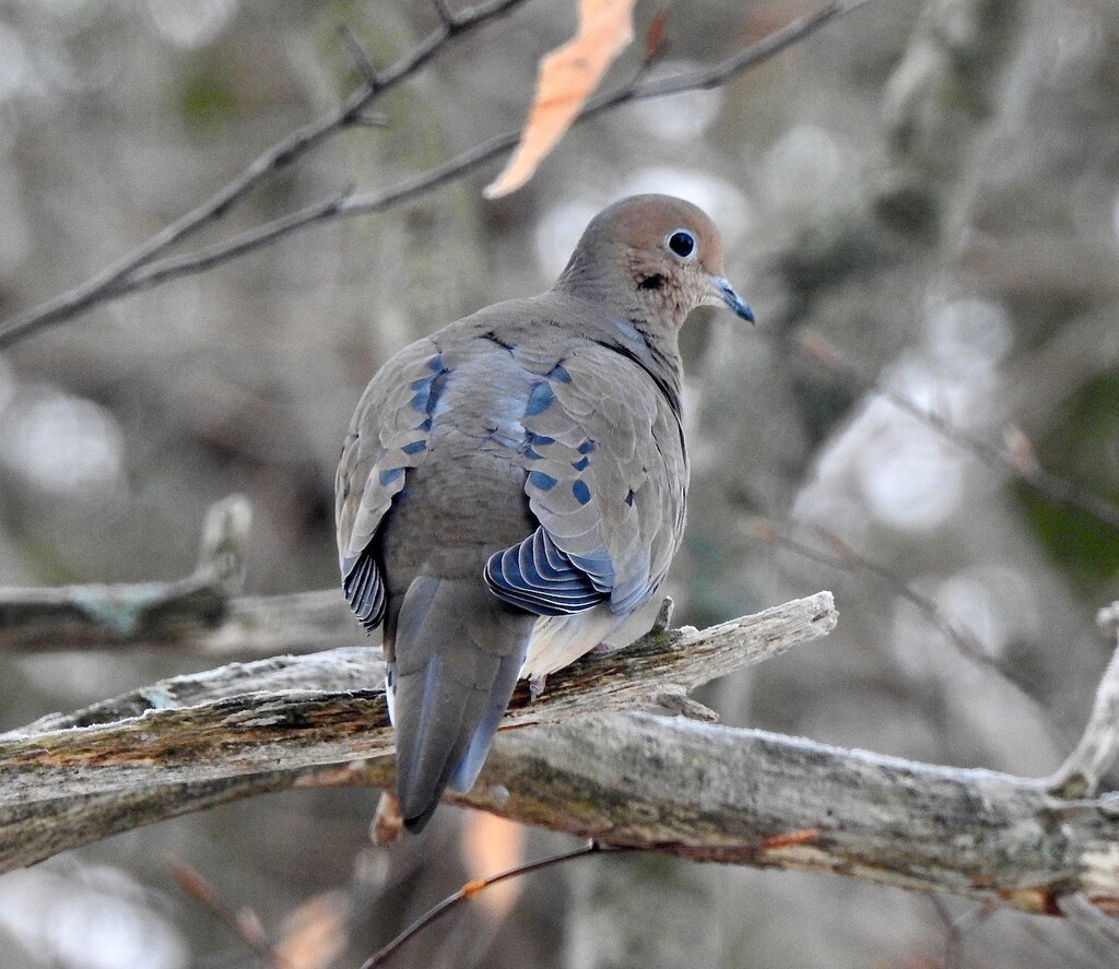 Mourning Dove by sunnygreenwood