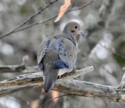 8th Dec 2018 - Mourning Dove