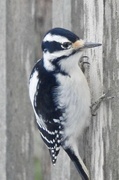 9th Dec 2018 - Hairy Woodpecker