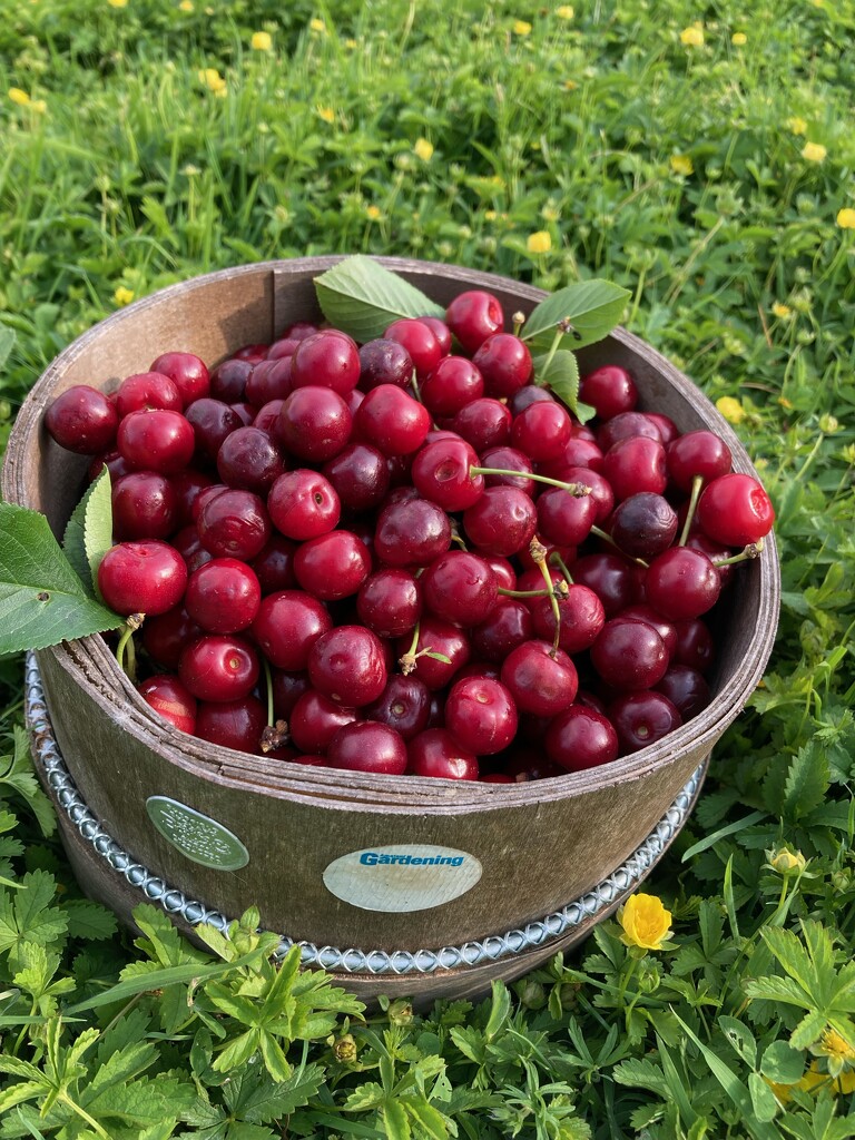 Sometimes life is a bowl of cherries by helenmoss