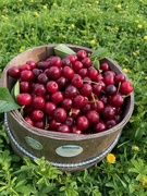 26th Jun 2023 - Sometimes life is a bowl of cherries