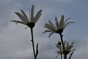 8th Jul 2023 - daisies
