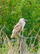 8th Jul 2023 - Barn Owl-down in one.