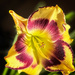 Daylily In The Desert by 365projectorgbilllaing