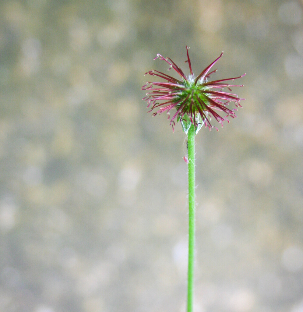 UFO - unidentified flowering object by tiaj1402