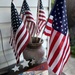 We have American flags everywhere for July 4th by louannwarren