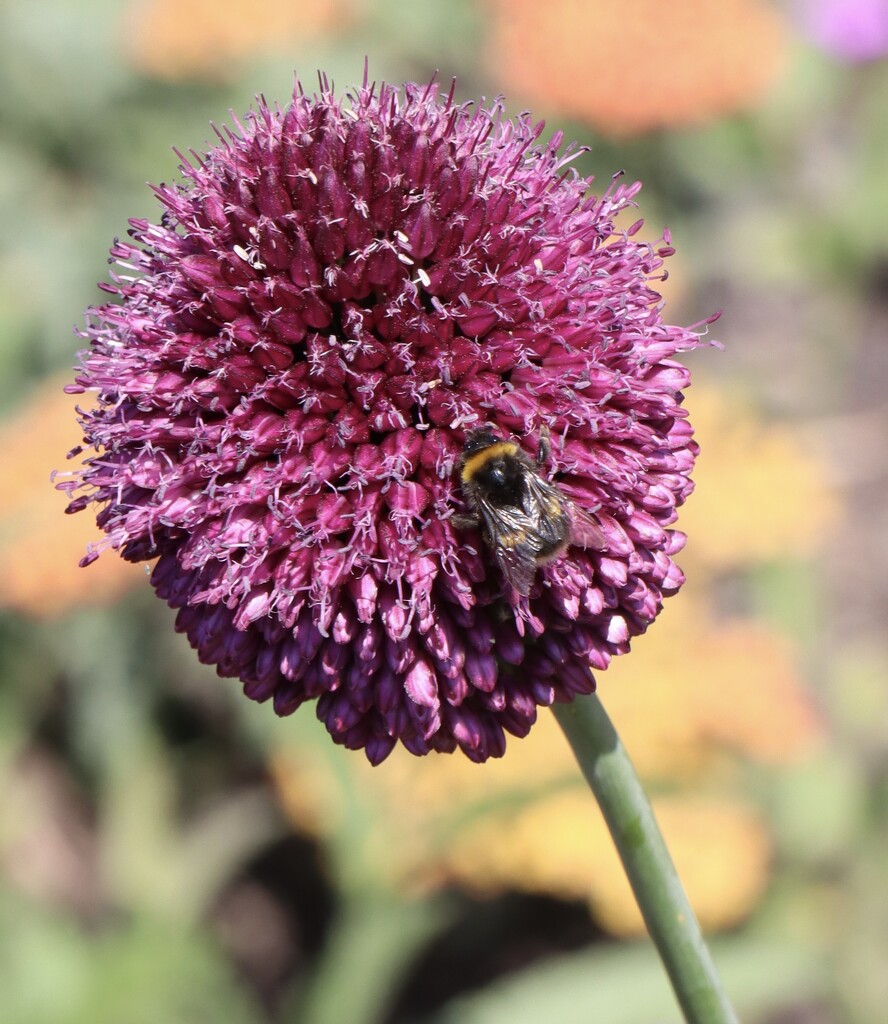 The Allium and bumblebee  by jeremyccc