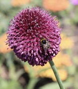 9th Jul 2023 - The Allium and bumblebee 