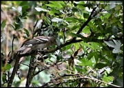 9th Jul 2023 - Mrs Chaffinch today