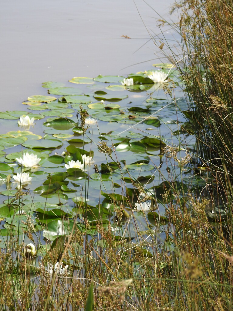 Water lilies by oldjosh
