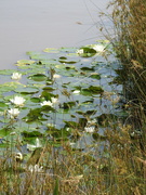 13th Jun 2023 - Water lilies