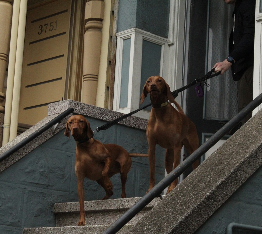 San Francisco Guard Dogs by sakkasie