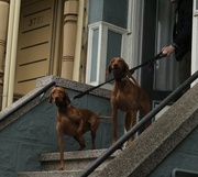9th Jul 2023 - San Francisco Guard Dogs