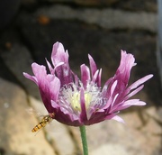 9th Jul 2023 - hover fly