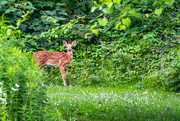 9th Jul 2023 - Bambi in the Woods