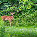 Bambi in the Woods by lifeisfullofpictures