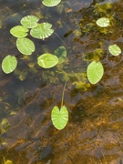 23rd May 2023 - Lily pads 