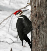 18th Dec 2018 - Pileated Woodpecker