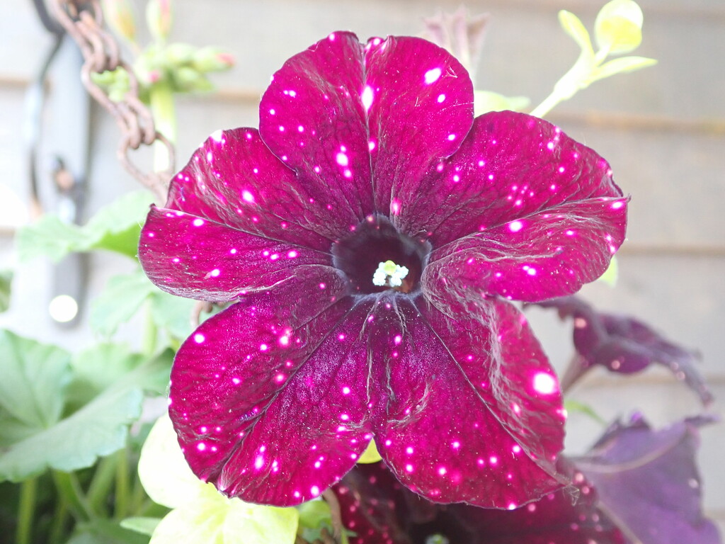 Petunia by speedwell