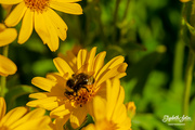 9th Jul 2023 - Bumblebee on yellow flower