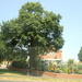 A well familar tree by speedwell