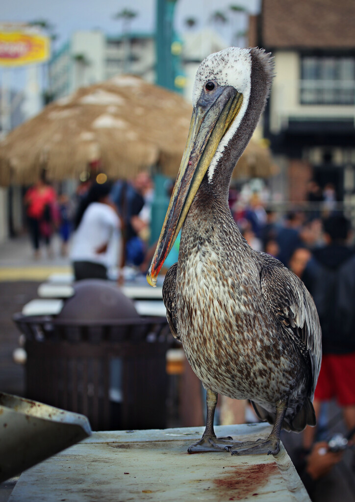 precious pigeon-toed pelican by ellene