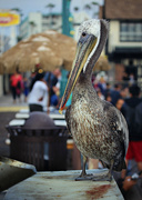 2nd Jul 2023 - precious pigeon-toed pelican