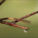 9 Droplet by marshwader