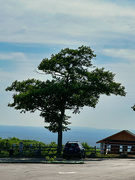 9th Jul 2023 - A tree on Agamenticus looking in land.