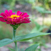 Double Row Zinnia... by thewatersphotos