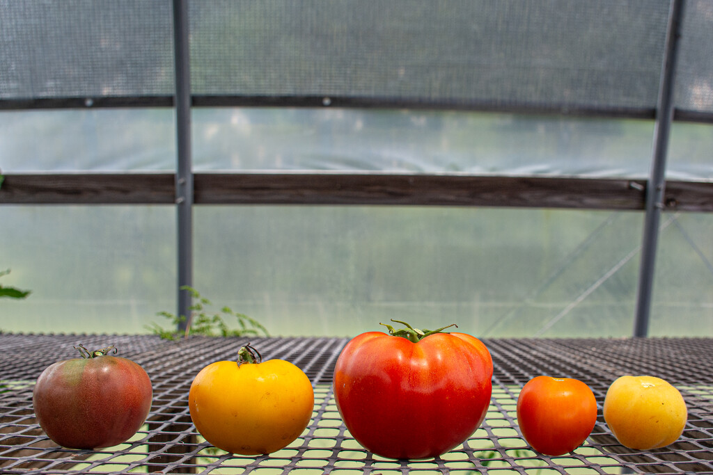 Tomato varieties... by thewatersphotos