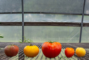 7th Jul 2023 - Tomato varieties...