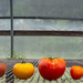 Tomato varieties... by thewatersphotos